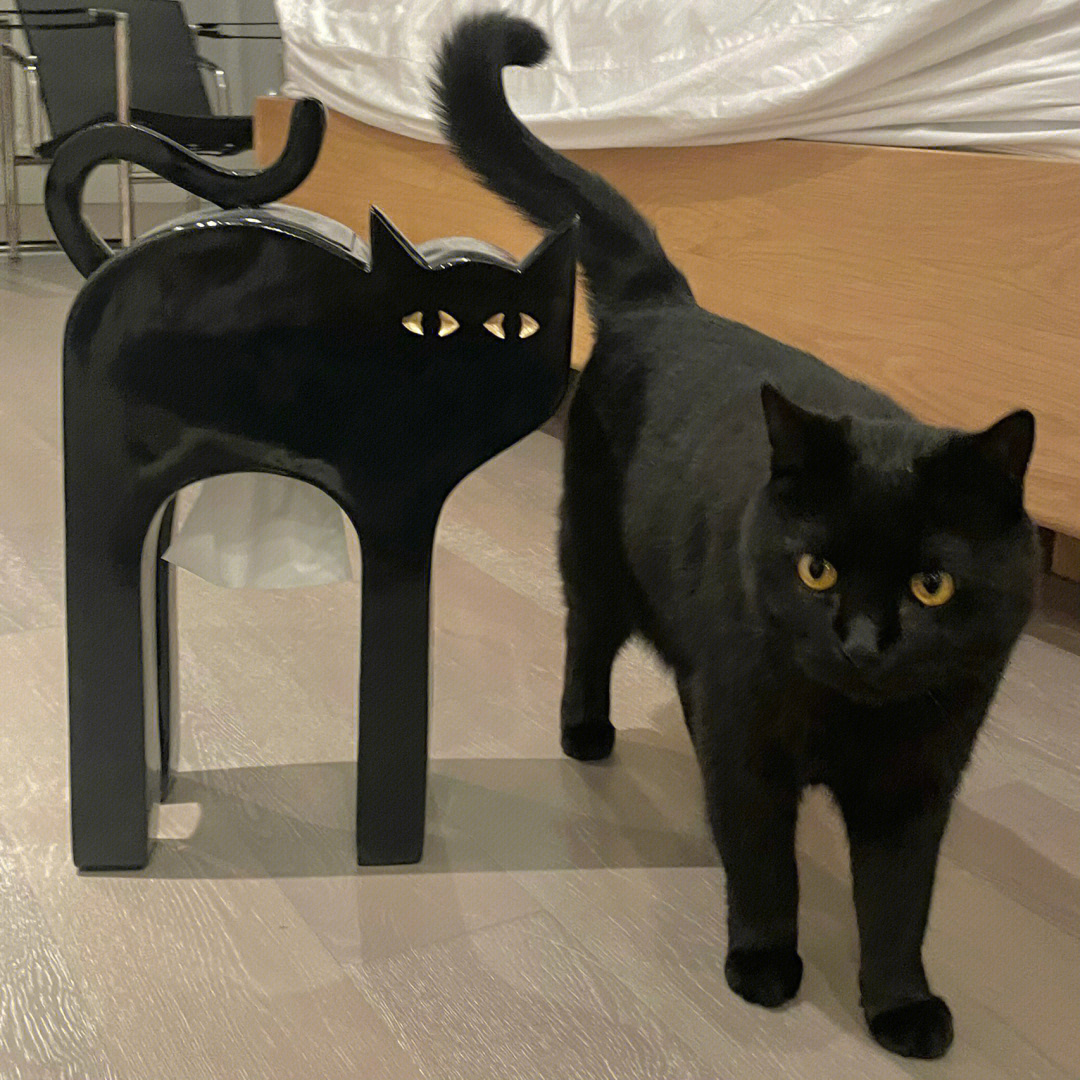 我本来想要只黑猫图片