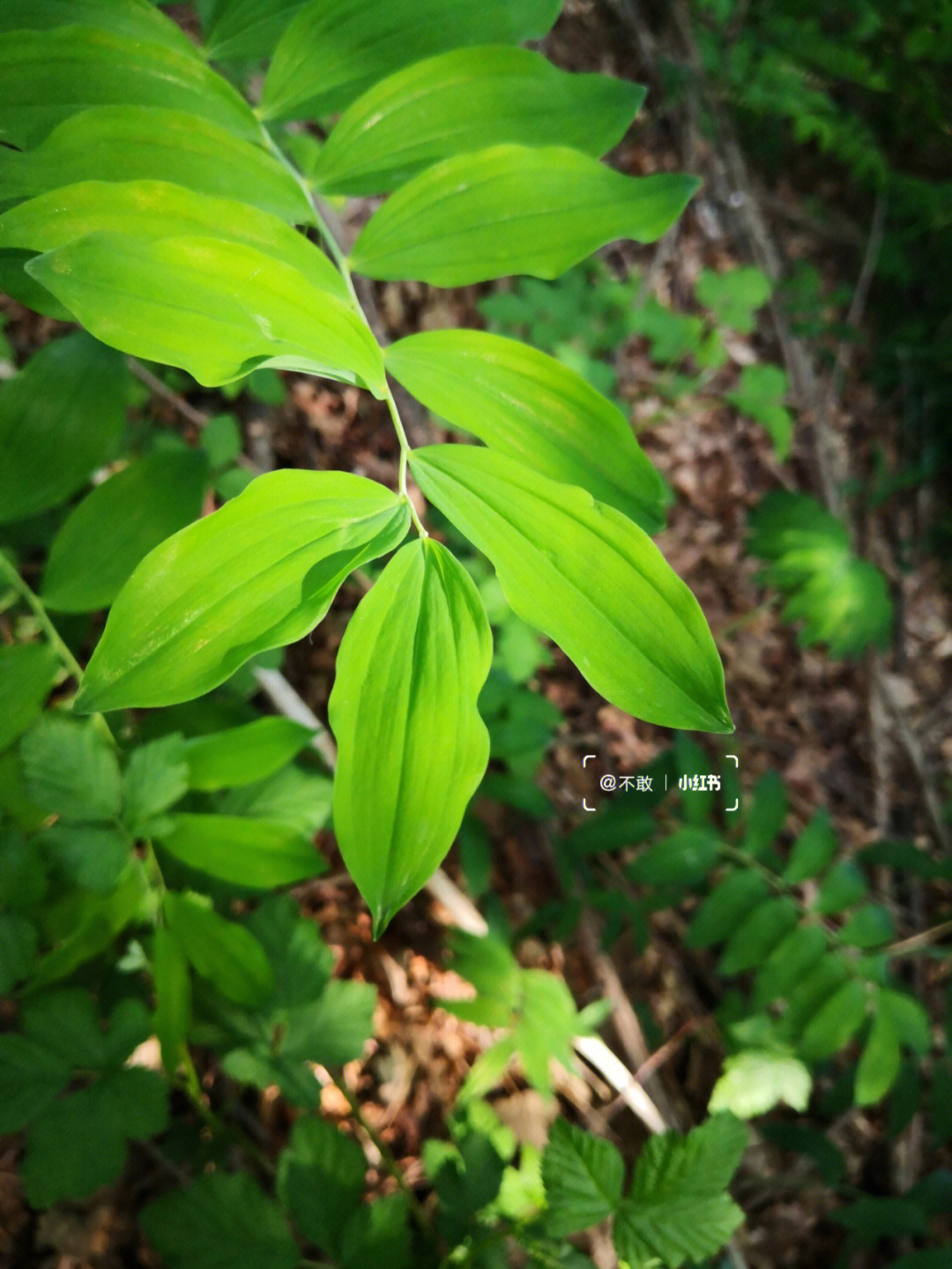 野生植物  