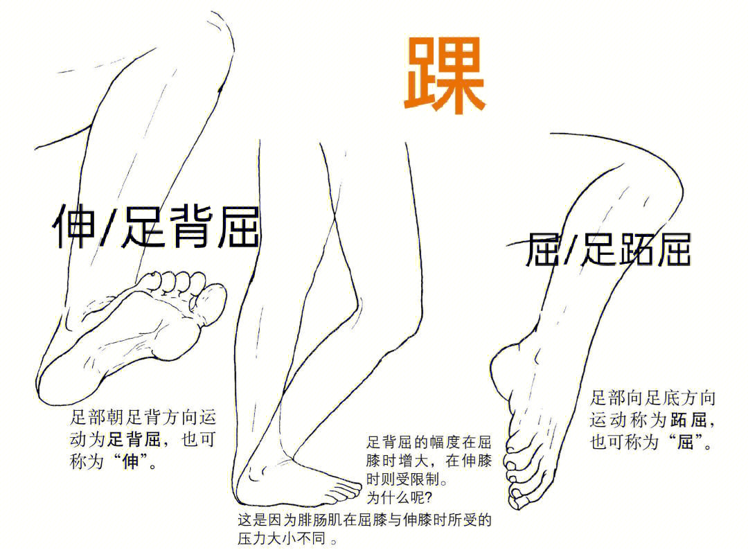 踝关节跖屈和背伸的图图片