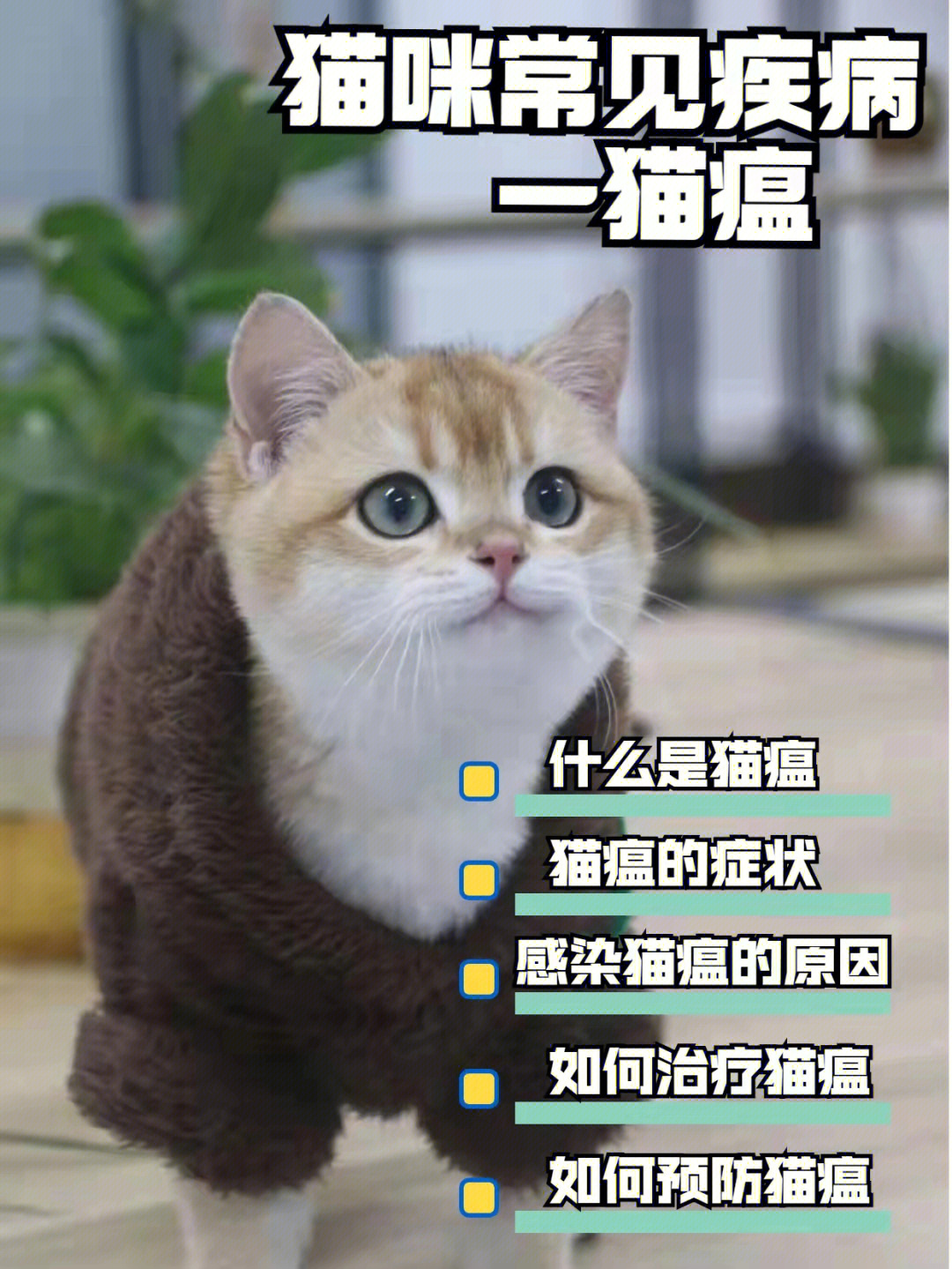 猫得猫瘟的症状图片图片