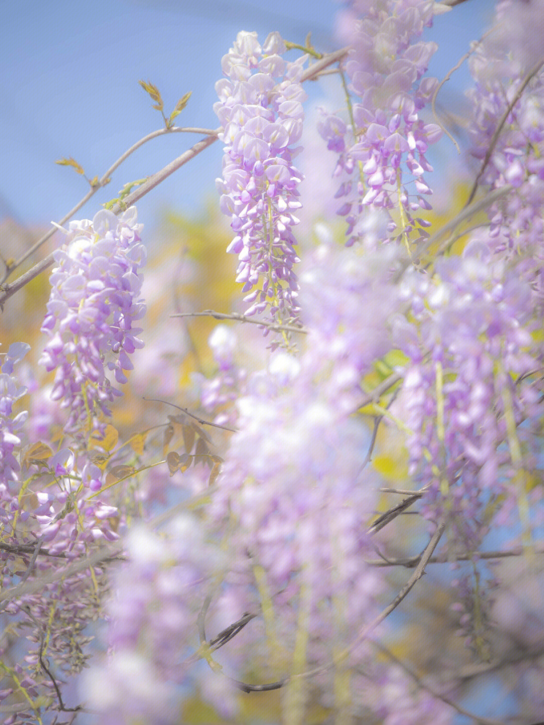 紫藤花游记图片