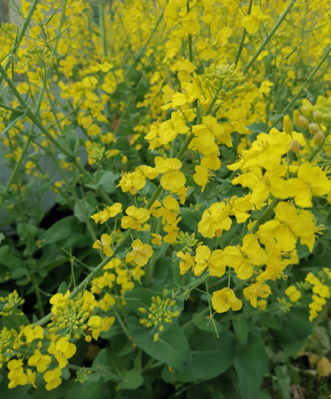 油菜花气味味道图片