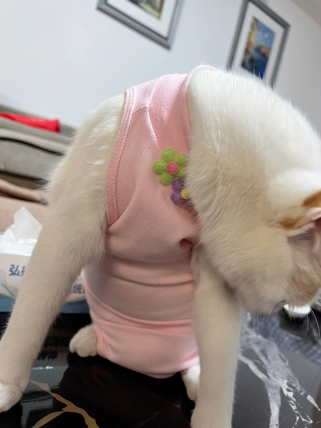 猫咪绝育服的完美使用