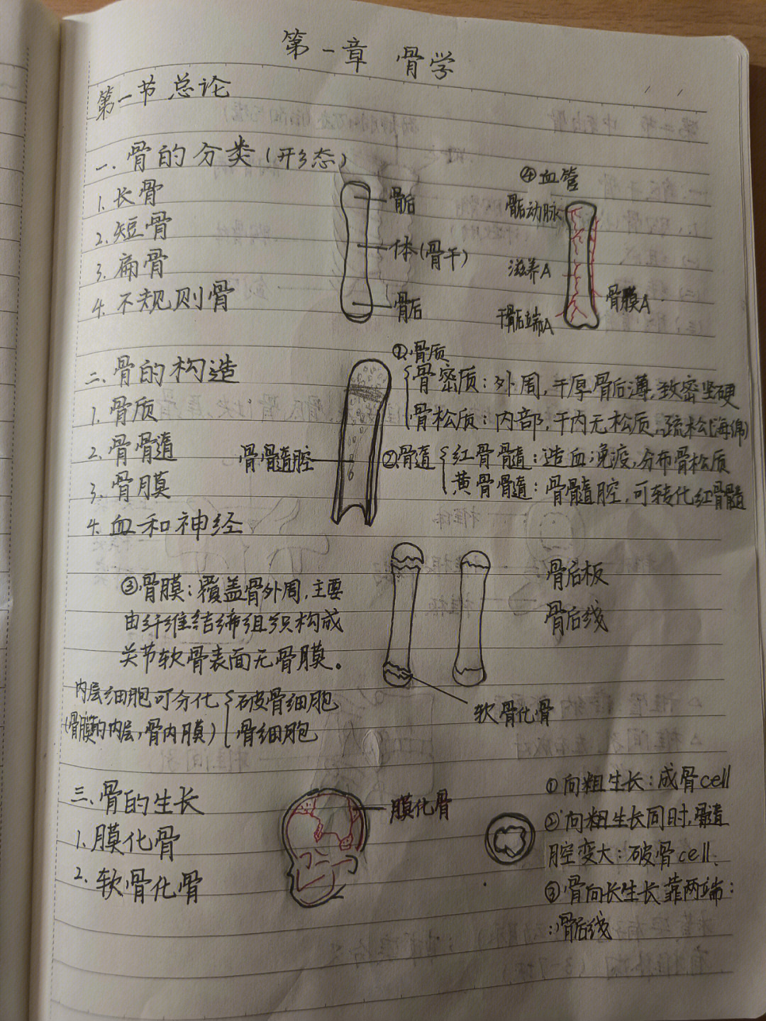 解剖学手抄报图片