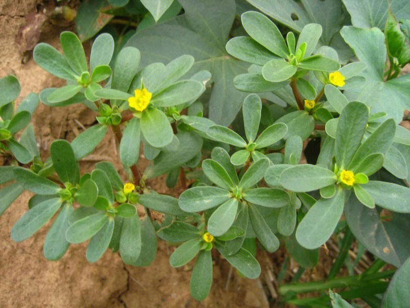 中国野菜图谱每天介绍三种野菜之马齿苋