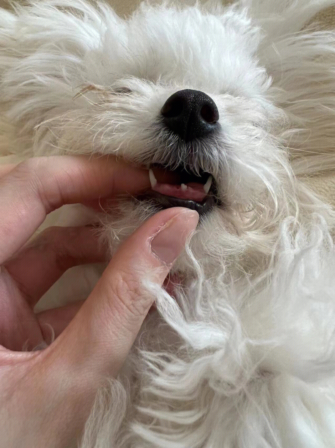 狗换牙过程图图片
