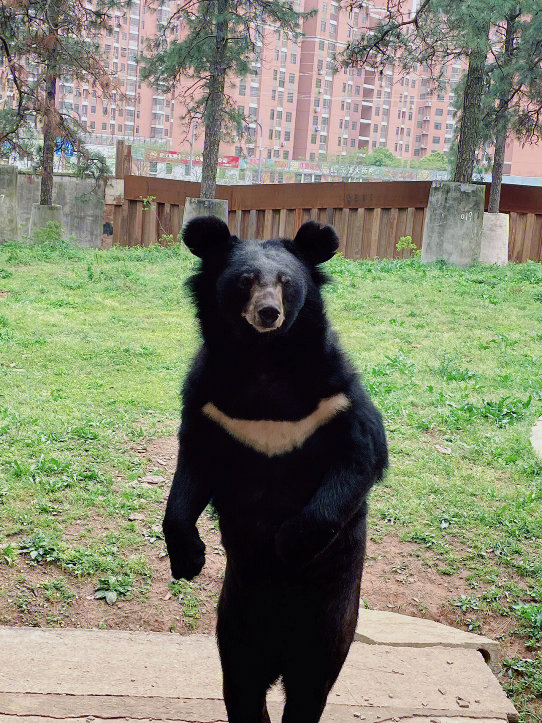 南平九峰动物园图片