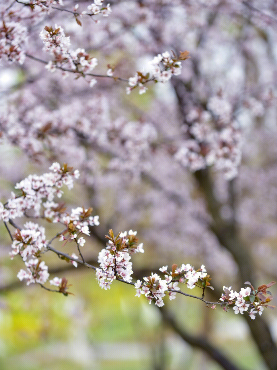 芜湖的春天#芜湖摄影#摄影日常#花卉绿植#樱花#红叶李