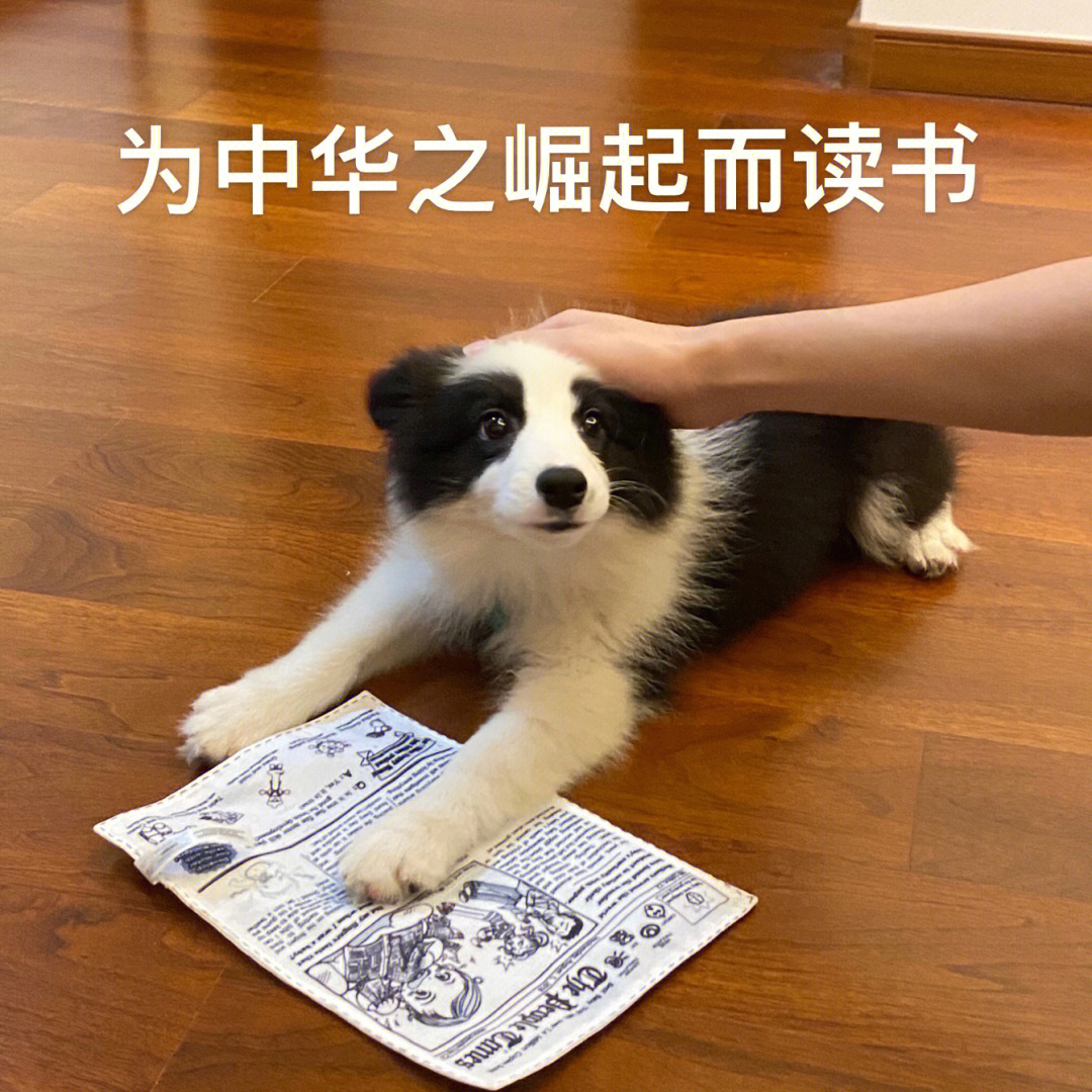 边牧狗狗表情包