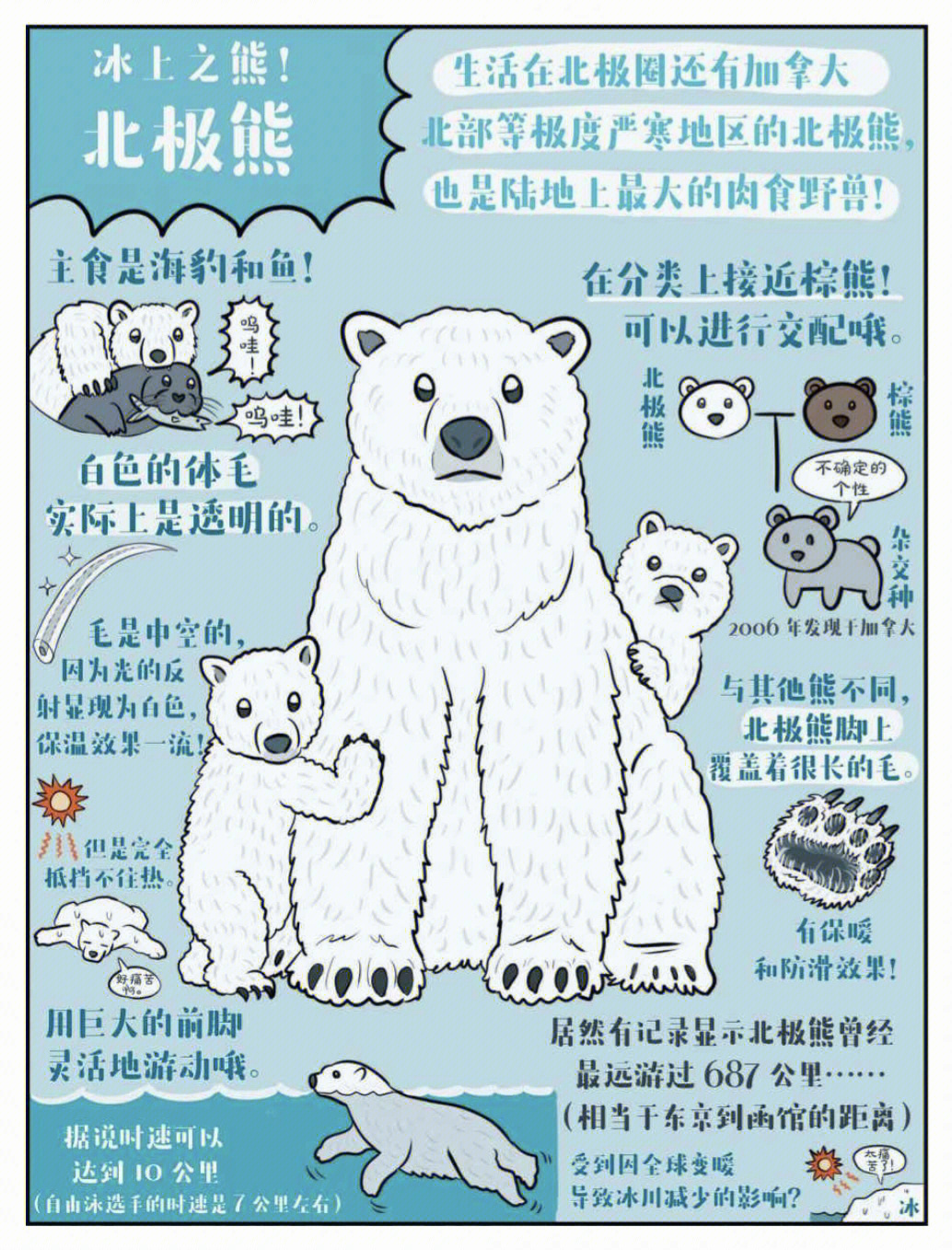 每日一物种15冰上小霸王北极熊