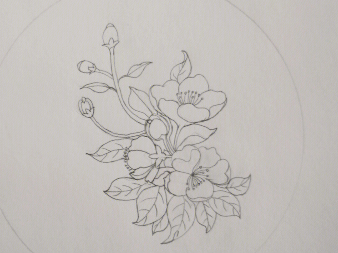 海棠花的简笔画怎么画图片