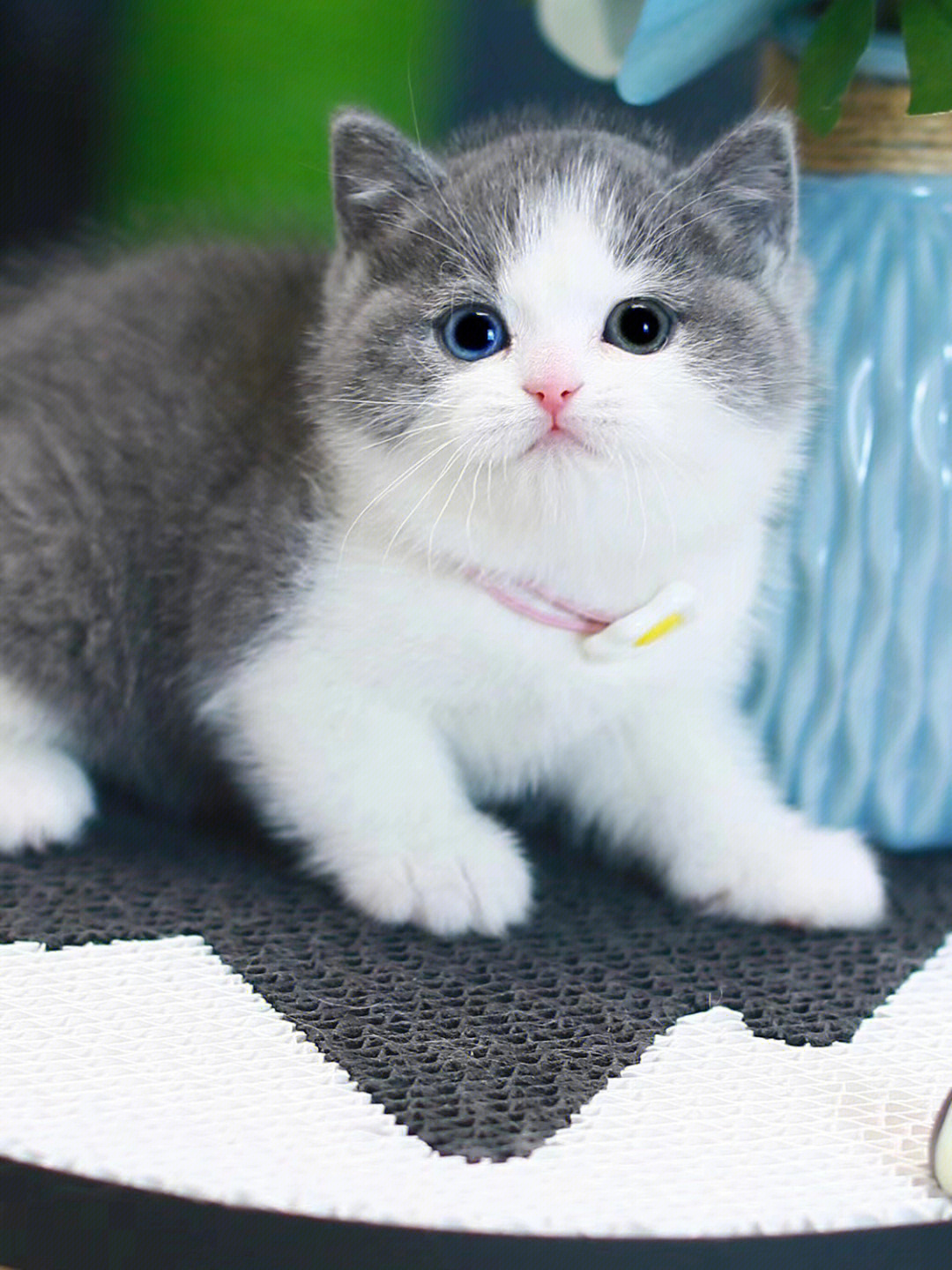 纯蓝白猫特征图片