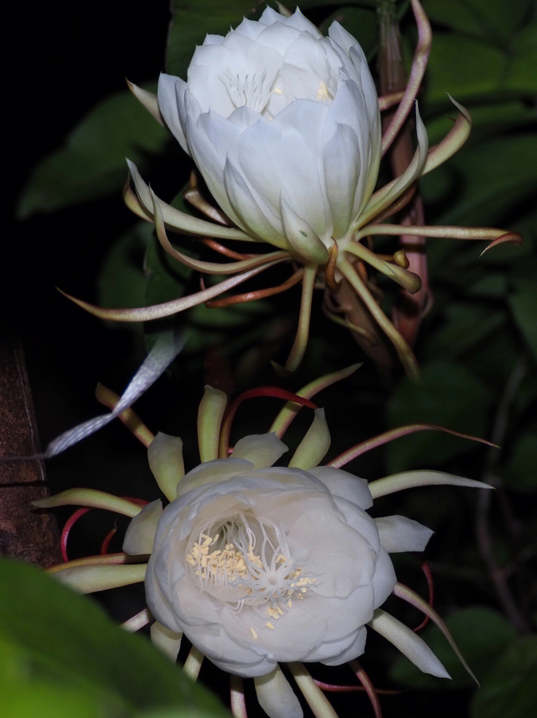 昙花样子描写图片