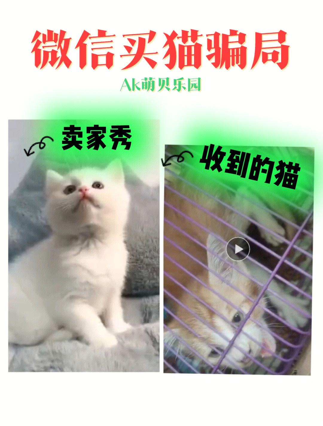 微信买猫骗局