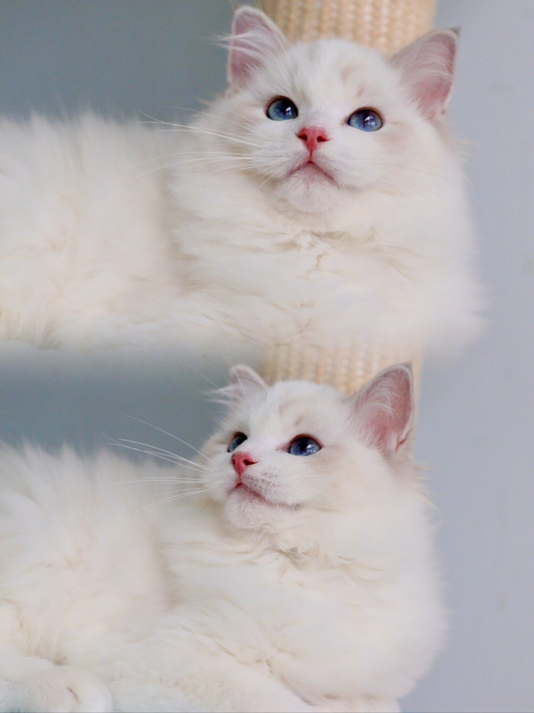 布偶猫眼睛色度2度图片
