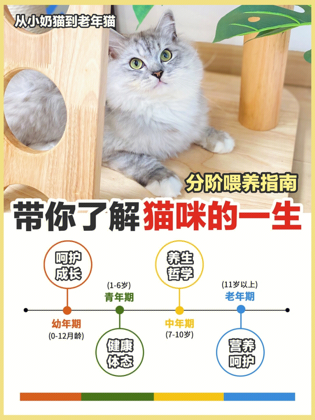 猫咪生长发育过程图片