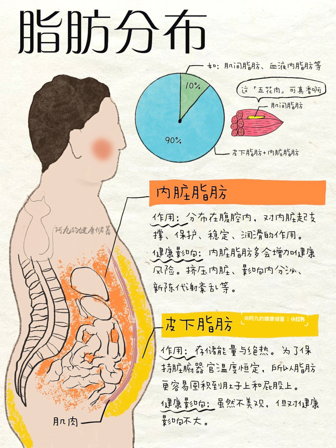 脂肪消化过程图片