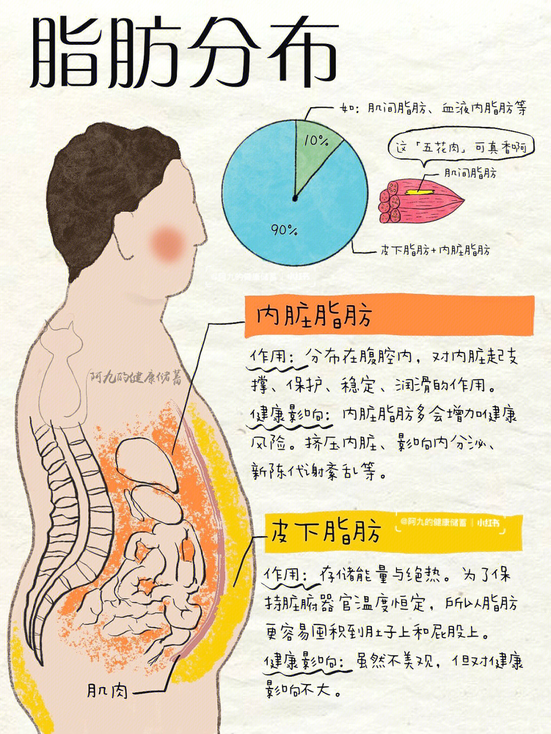 搞懂脂肪代谢底层逻辑健康笔记