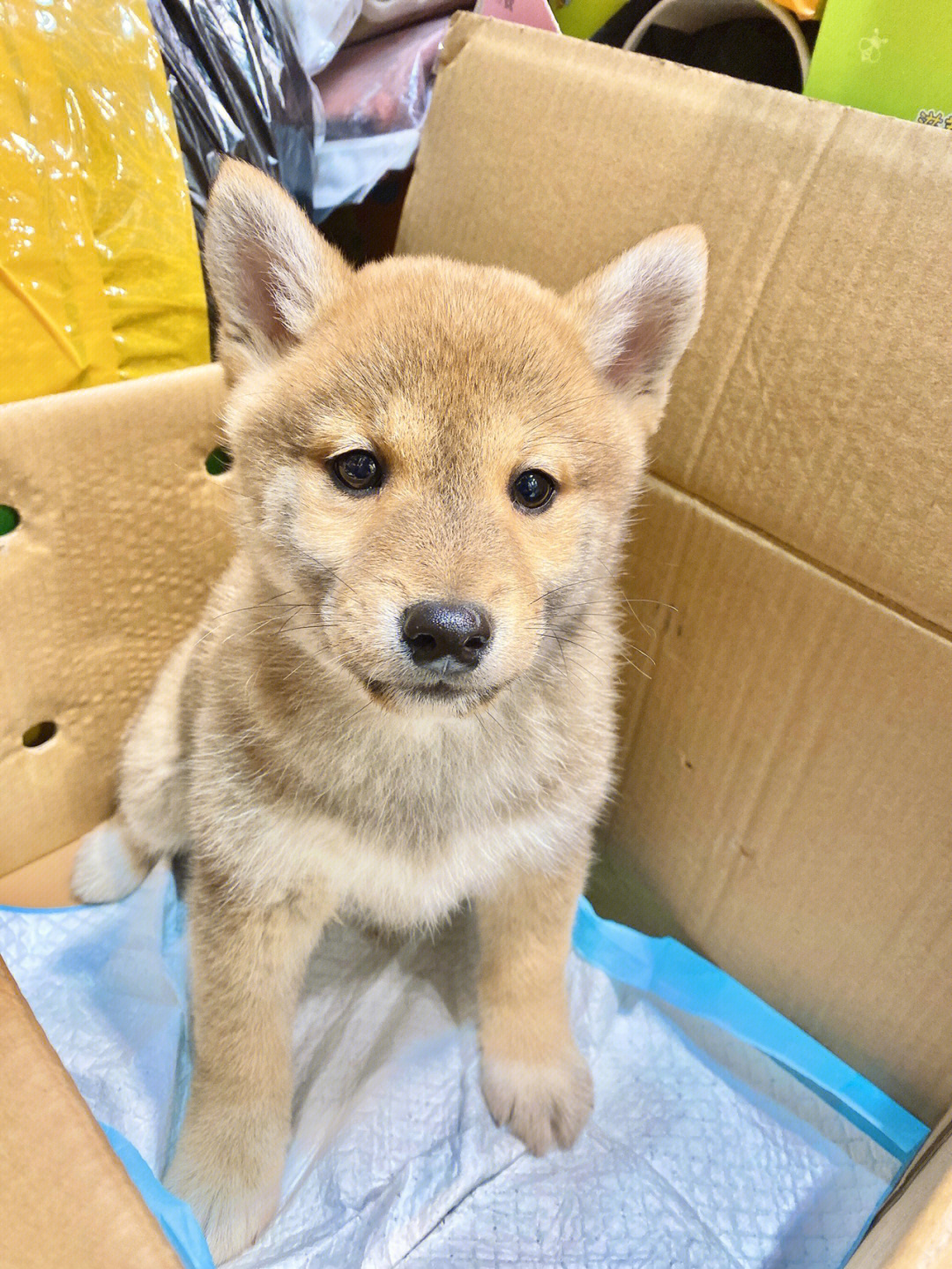 柴犬宝宝  第一张是两个多月刚到家样子