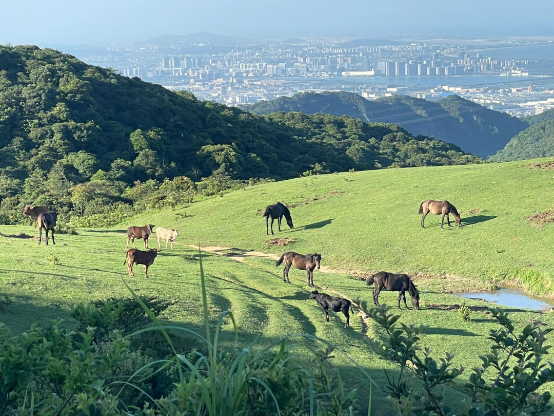 福清大姆山草场