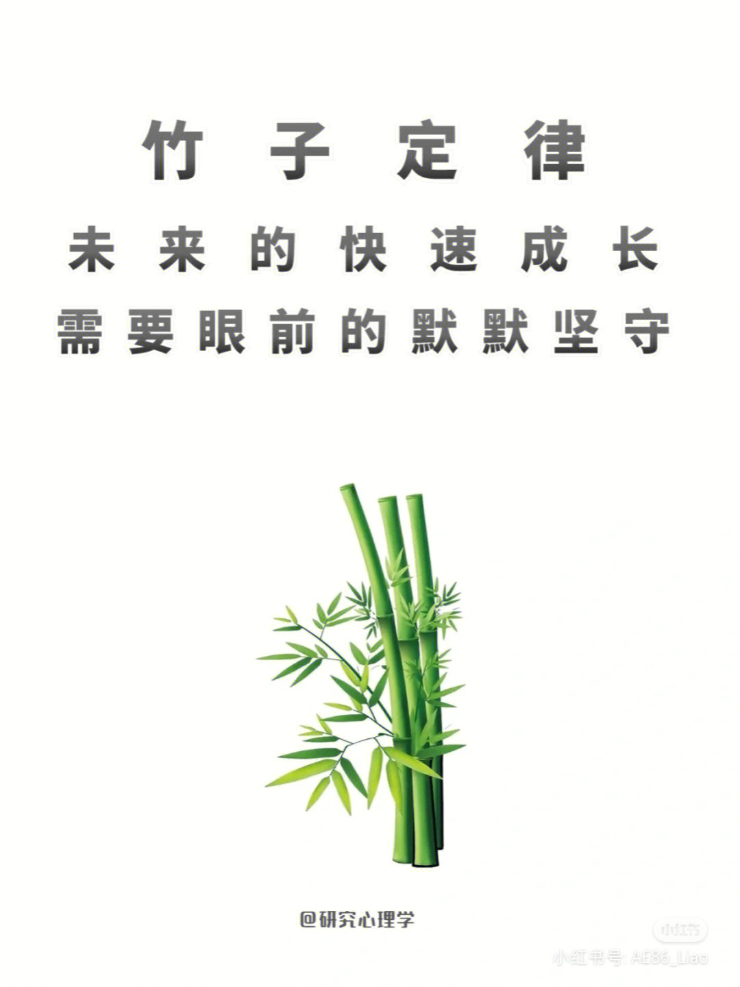 竹子定律未来的快速成长需要眼前的坚定