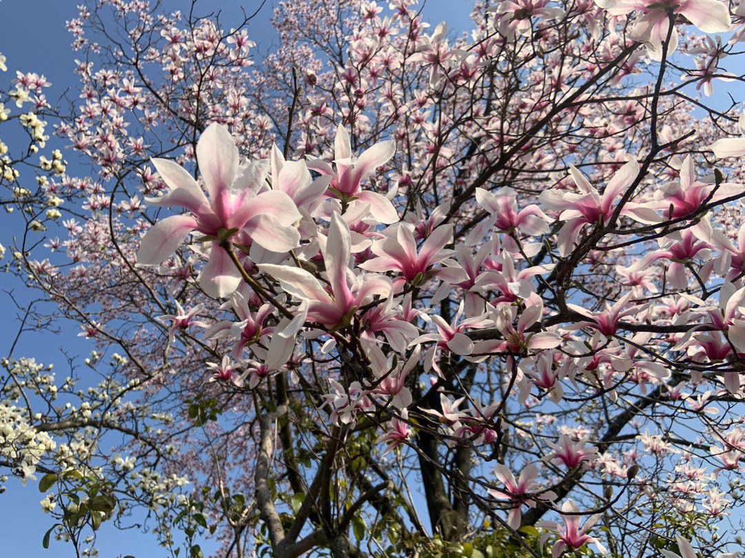 杭州植物园图片春天图片