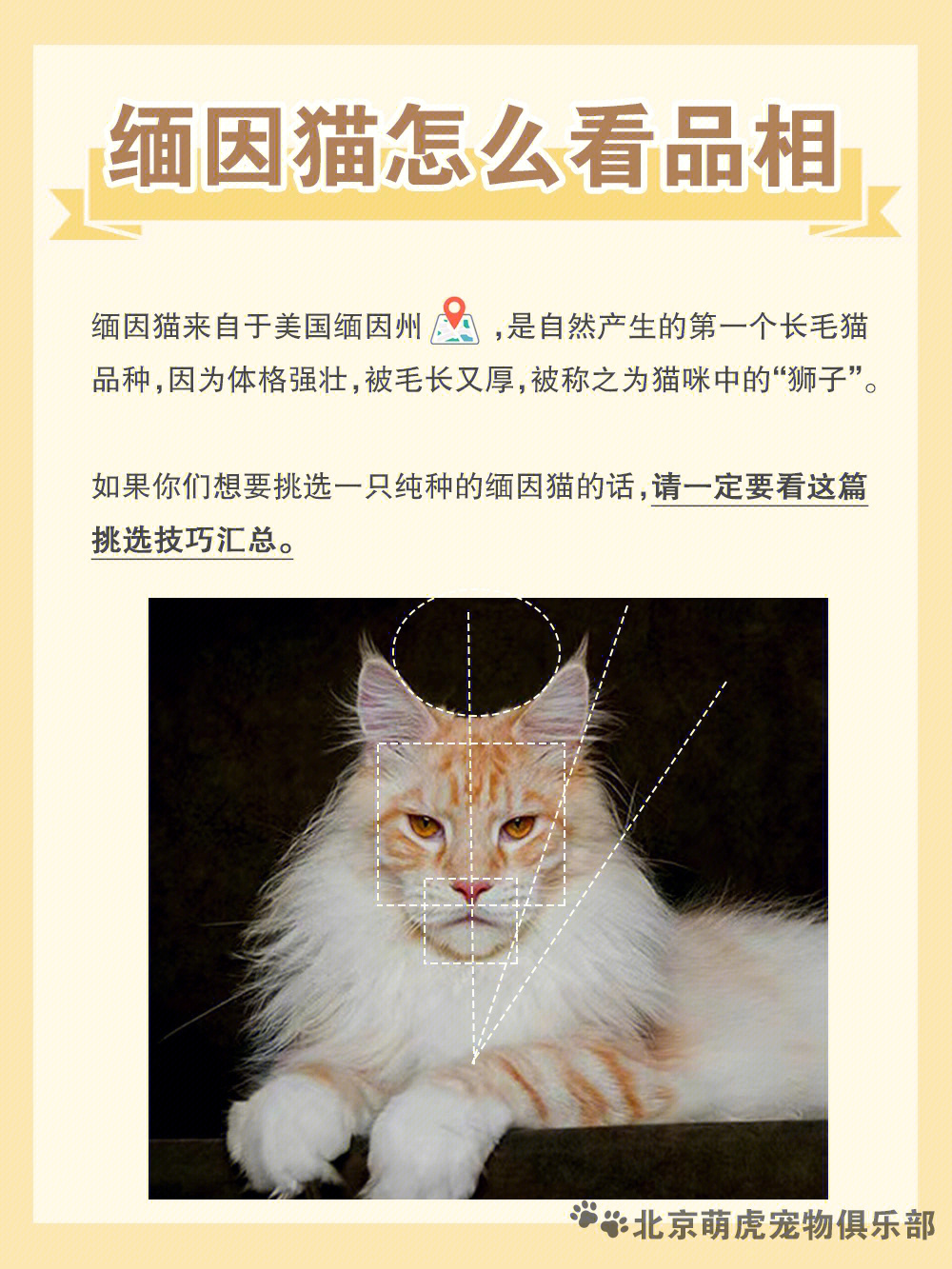 缅因猫食谱图片