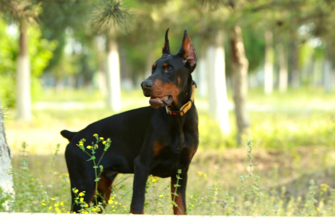 德系杜宾犬帅气图片图片