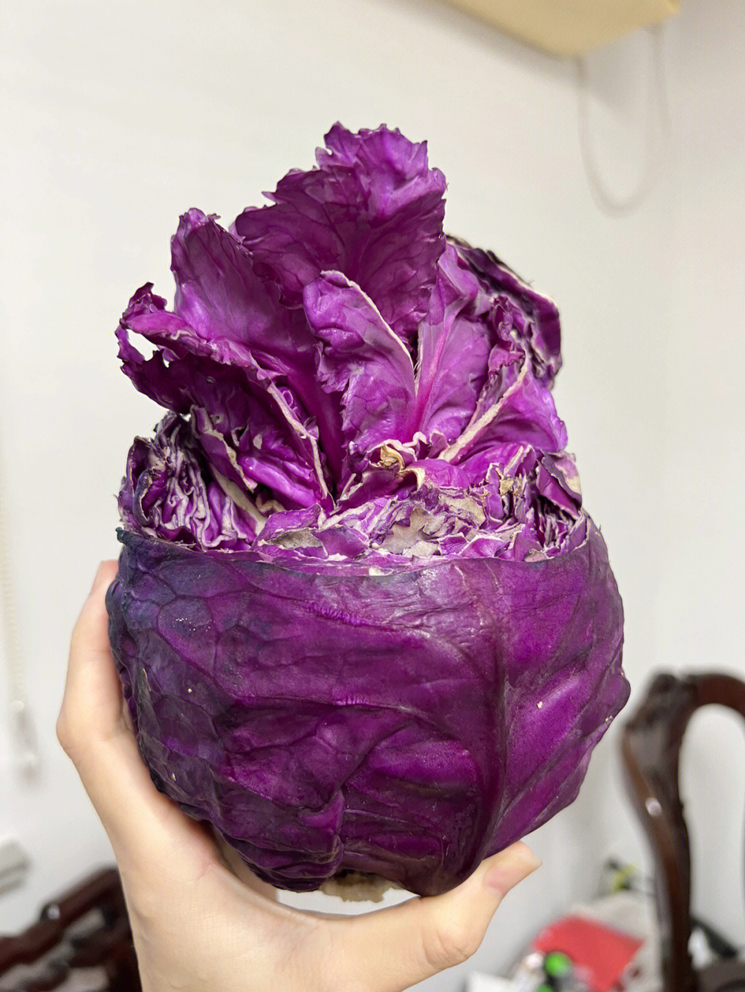 紫甘蓝花的养护图片