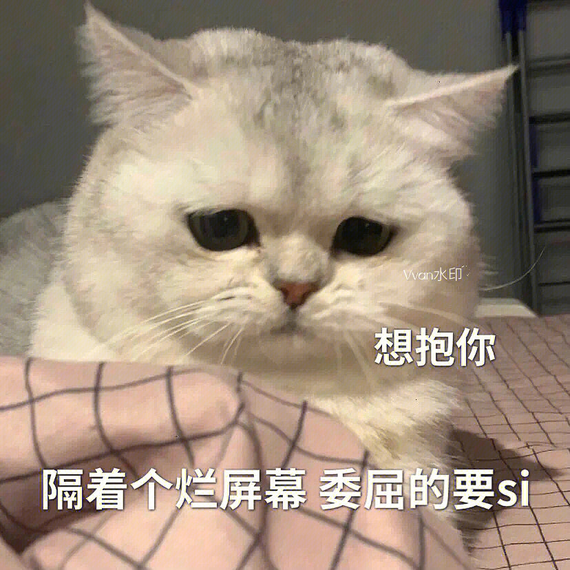 想你表情包可爱猫咪图片