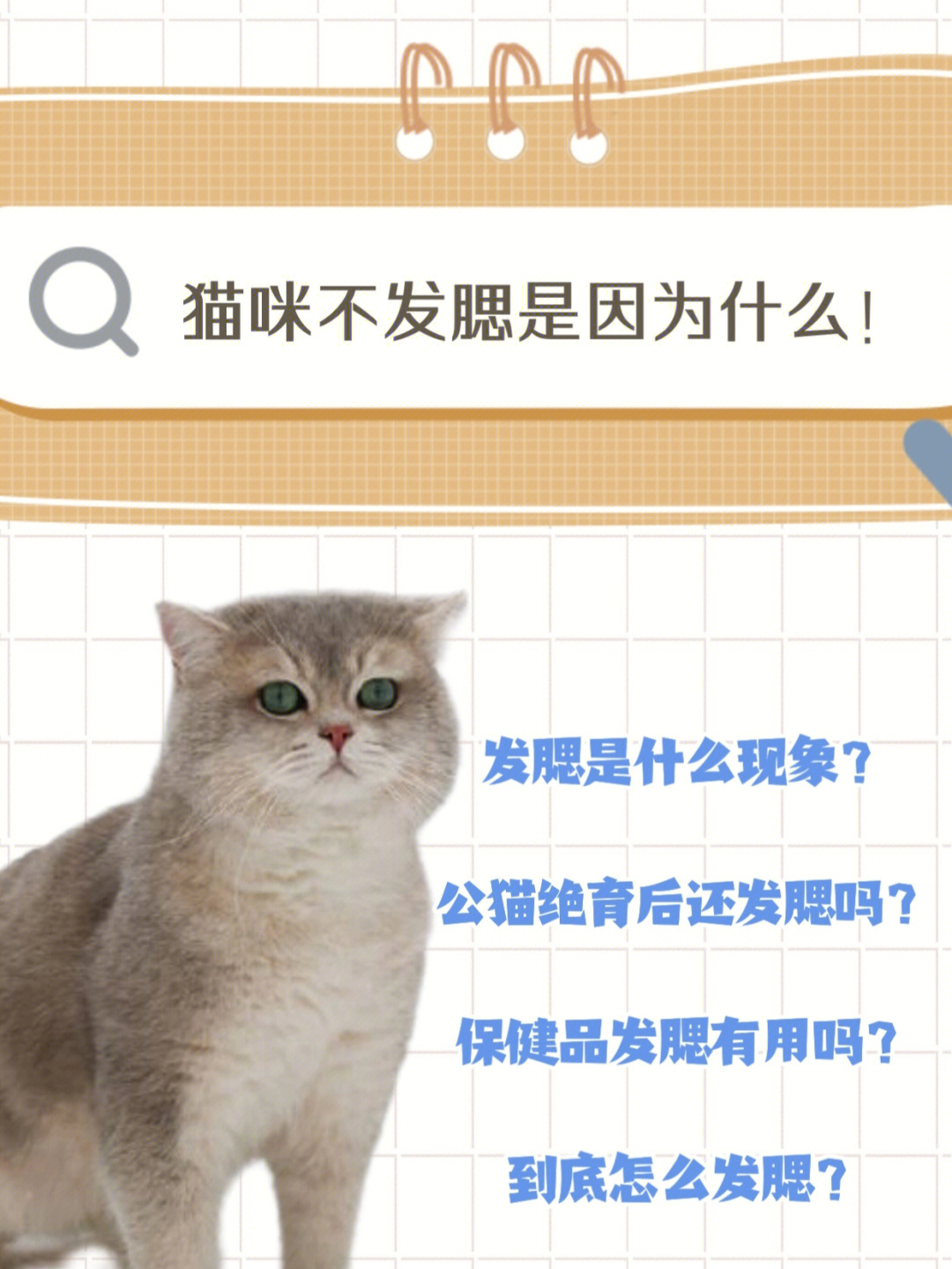 猫咪不发腮是因为什么千万别因无知害了猫