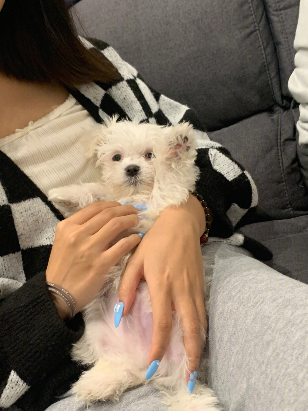 最近买了一只韩版的马尔济斯犬(体型不会长太大的)才两个月的小狗子