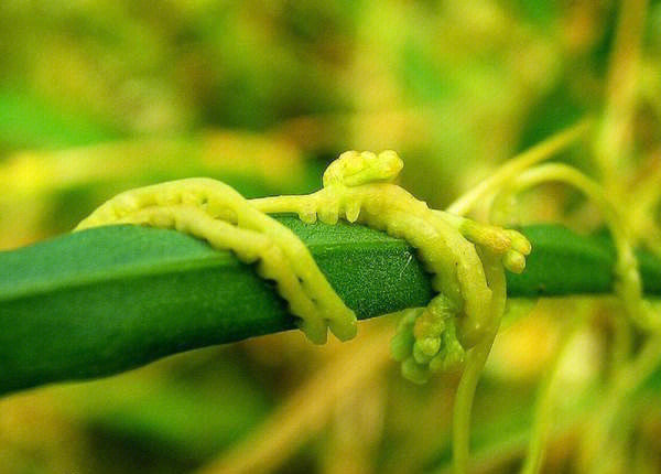 每天认识一种植物1031菟丝子