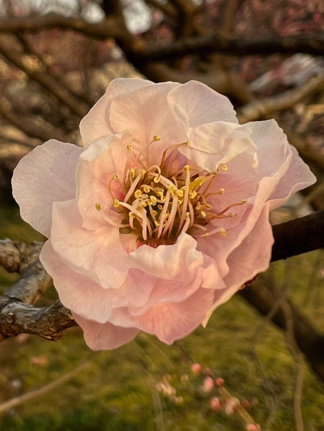 梅花山的梅花