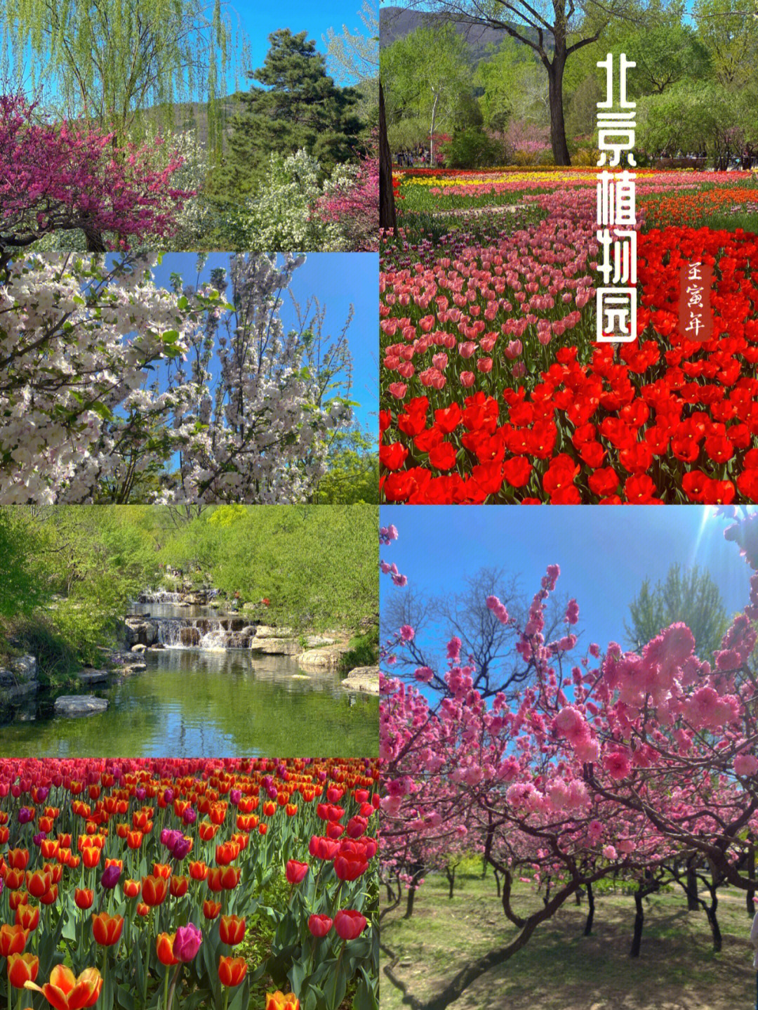 北京植物园这里是色彩斑斓的春天