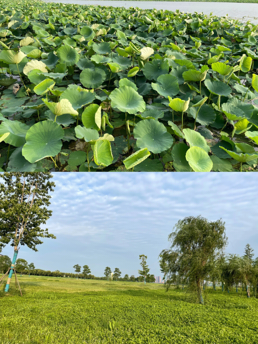 江夏区黄家湖湿地公园图片