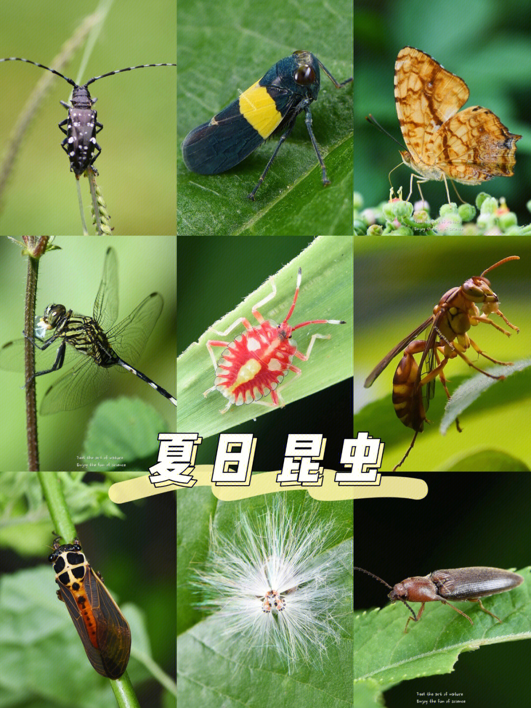夏日的昆虫资料图片