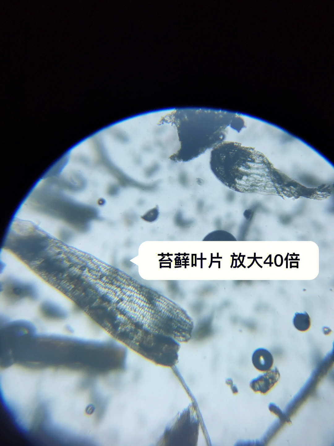 用显微镜看看品氏泥炭里有没有花粉和孢子
