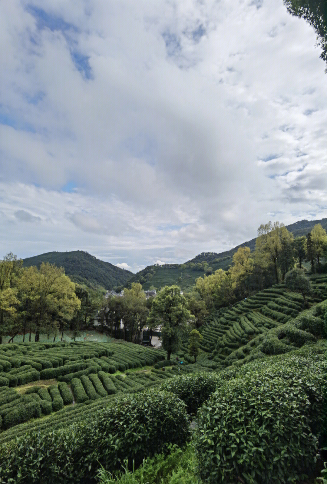 狮峰山顶级龙井图片