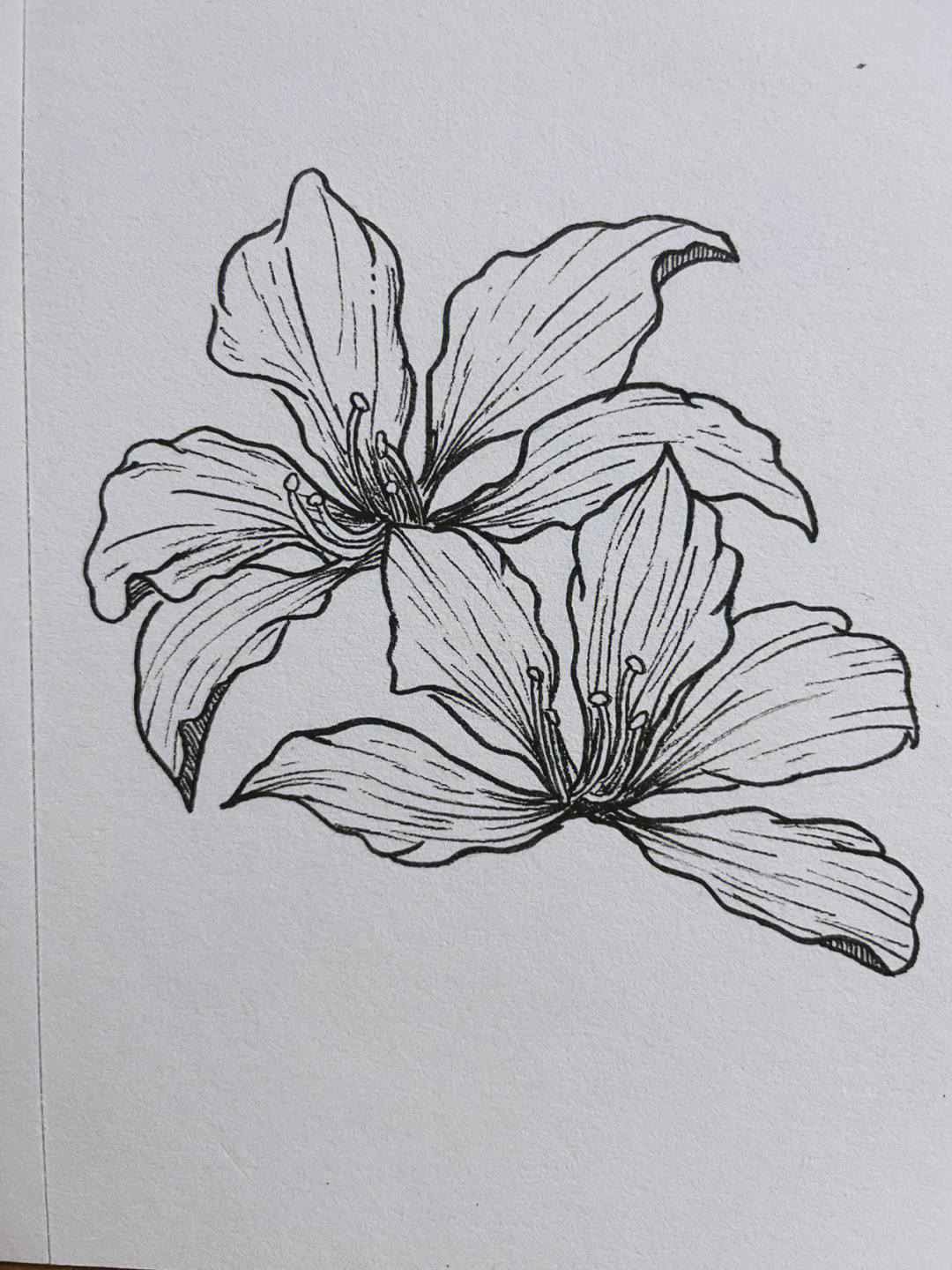 紫荆花怎么画简单图片