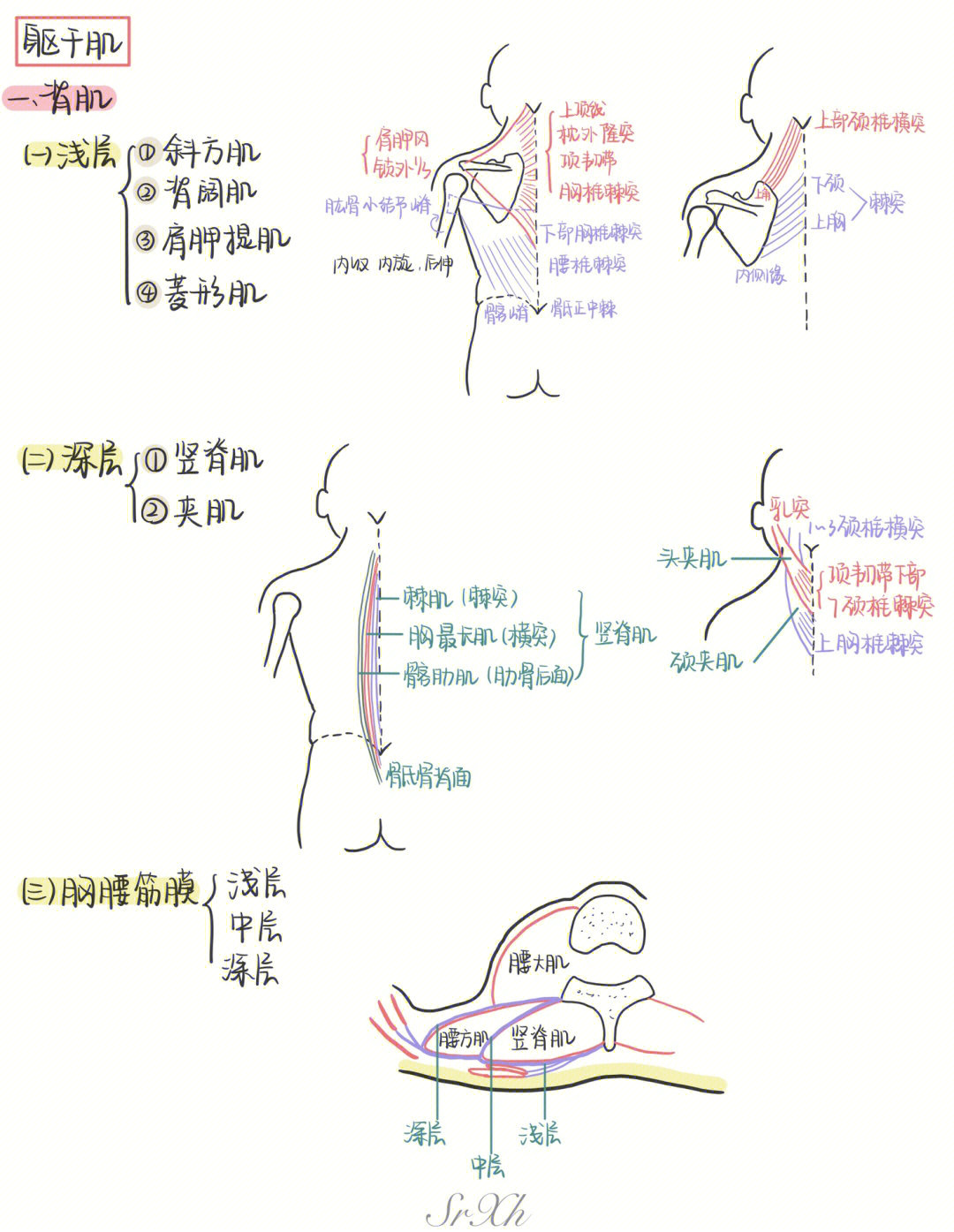 躯干后侧肌肉图片