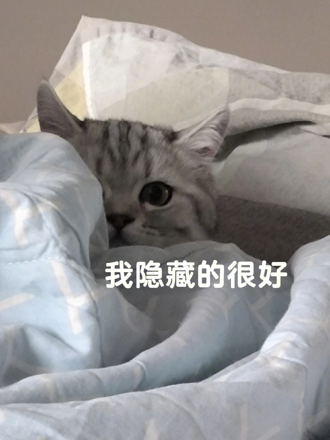 小猫咪有什么坏心思呢