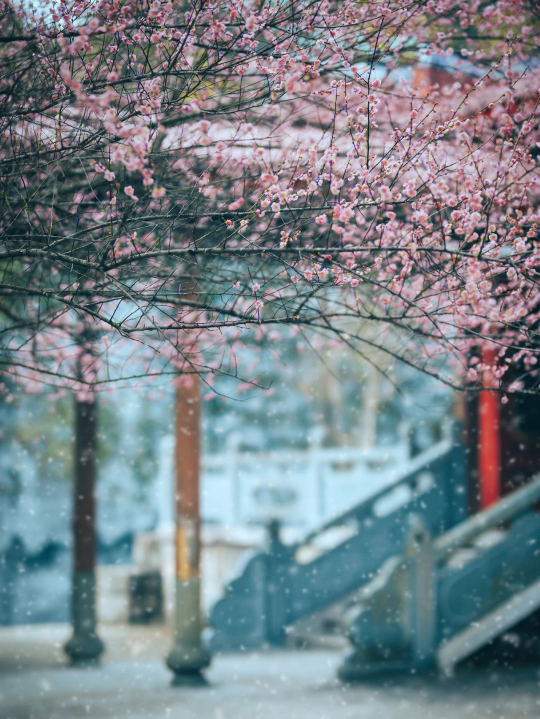 福州林阳寺梅花花期图片