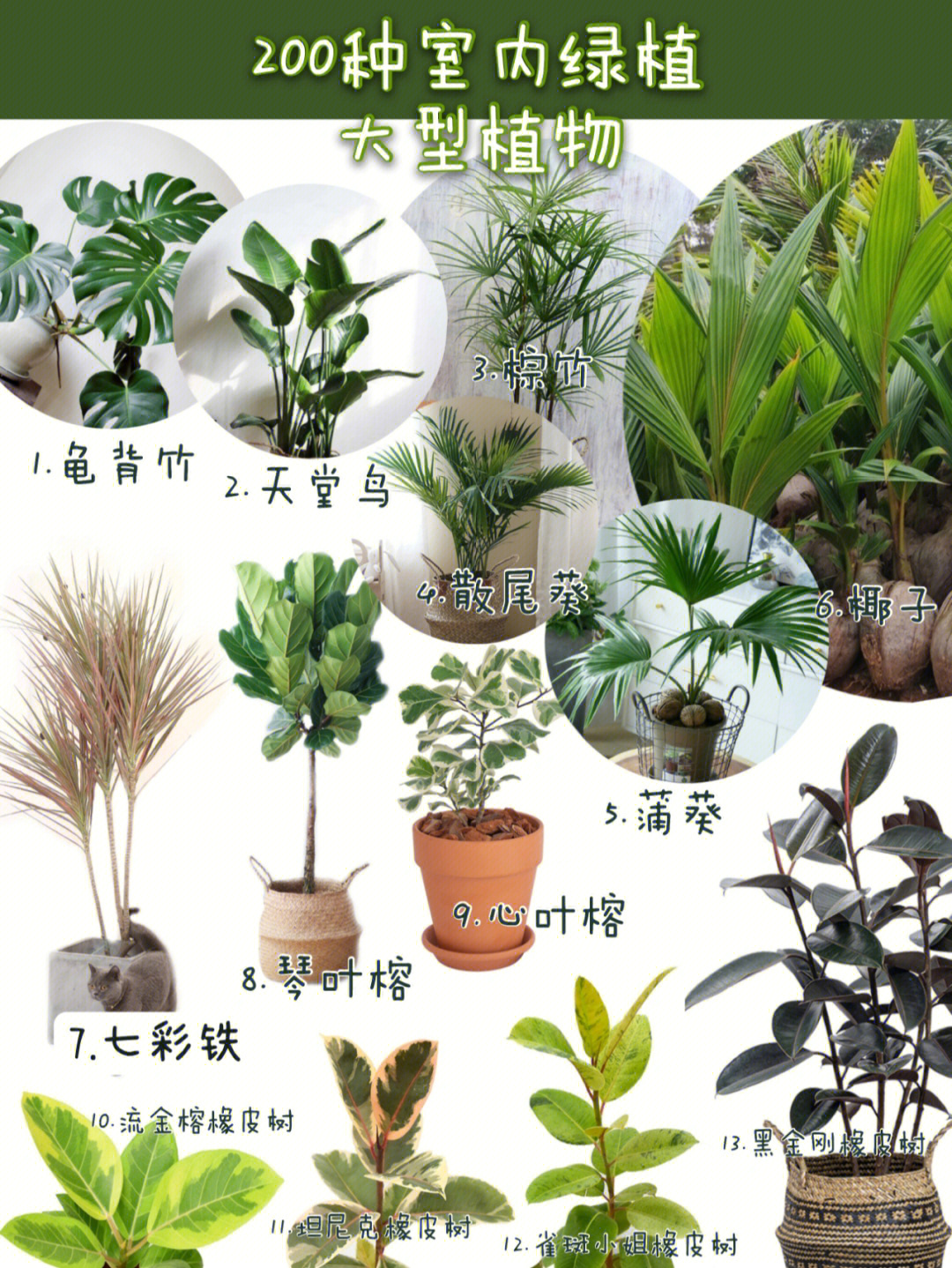各种绿植的名称及图片图片