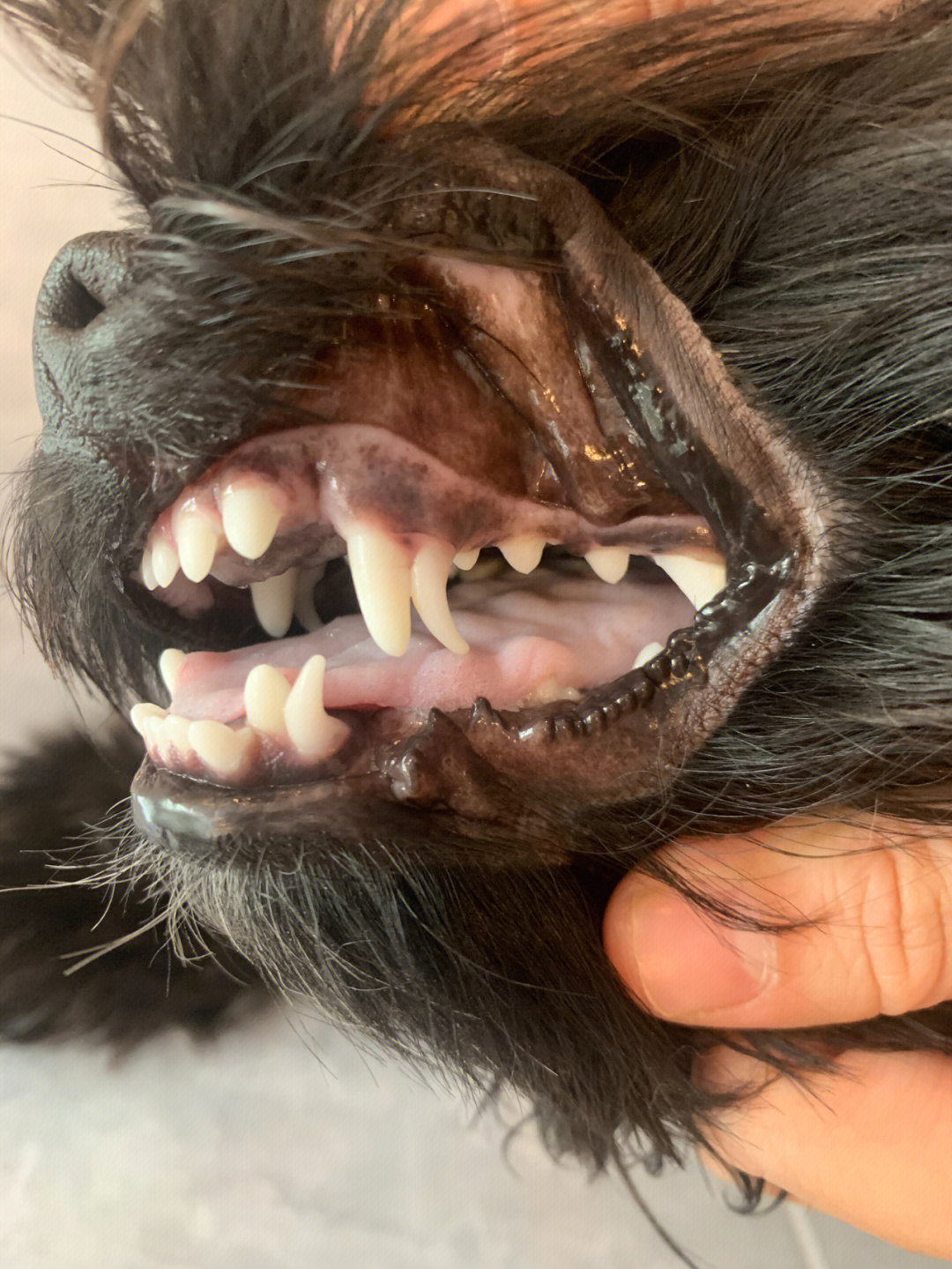 咬合还容易滋生细菌发现自家狗狗有双排牙的家长要注意哦#狗狗双排牙