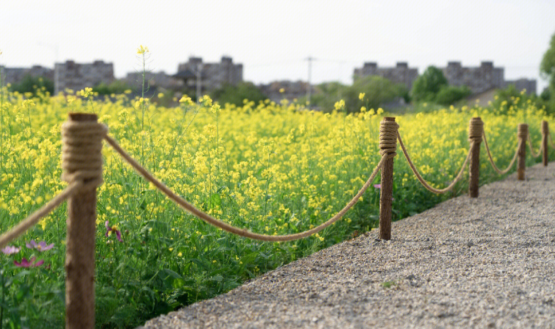 任丘出岸油菜花图片