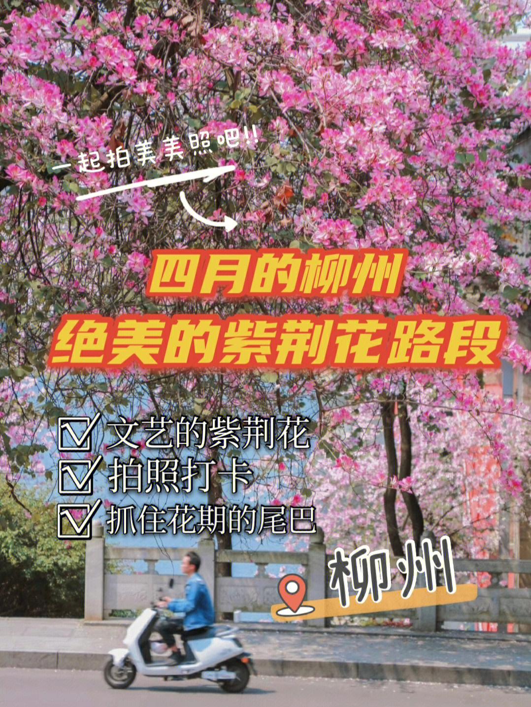 柳州紫荆花简介图片