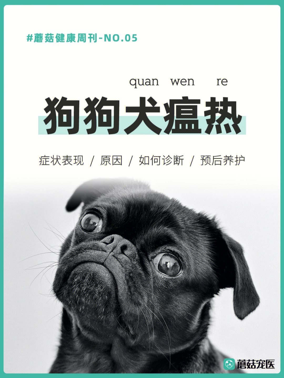 犬瘟热症状图片