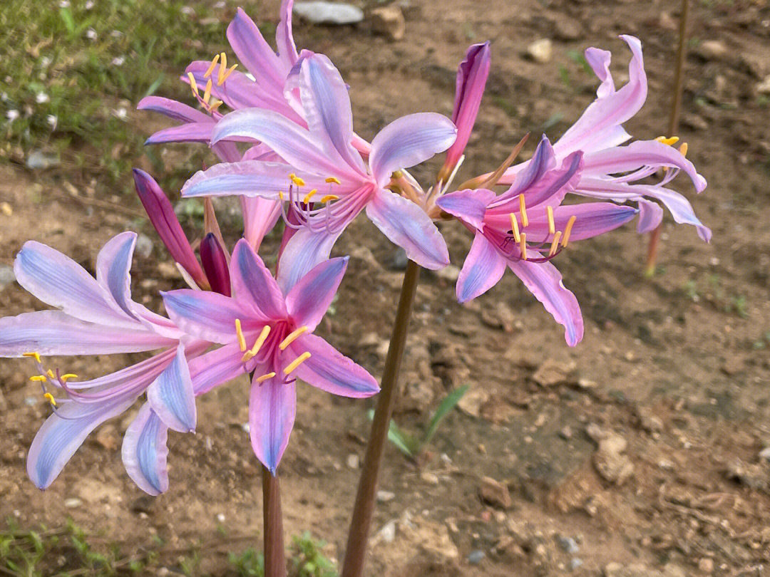 紫花石蒜图片