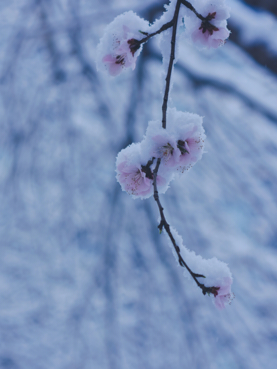 雪中梅